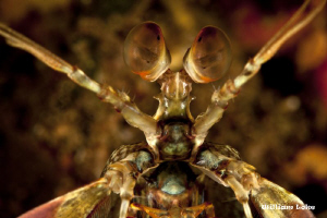 X-Shrimp by William Loke 